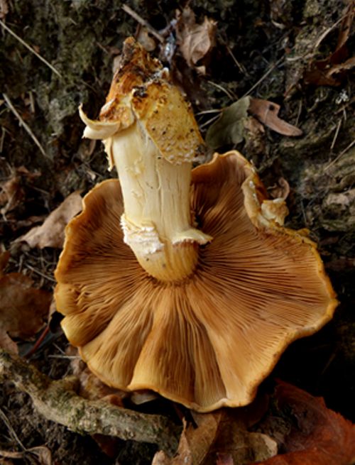 The underside of a mature cap with rusted gills and partial ring in Pitsea, Essex